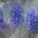 Giant Hyacinths Maybe or Pretty Purple Flowers by taffy