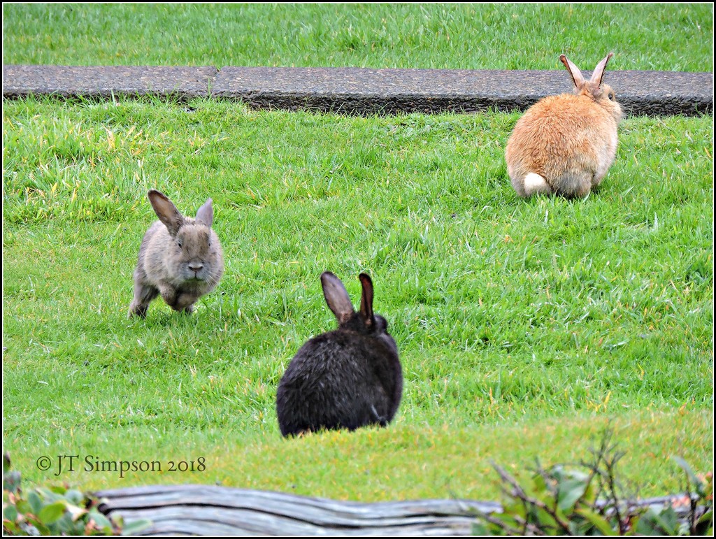 Run Rabbit Run! by soylentgreenpics
