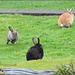Run Rabbit Run! by soylentgreenpics