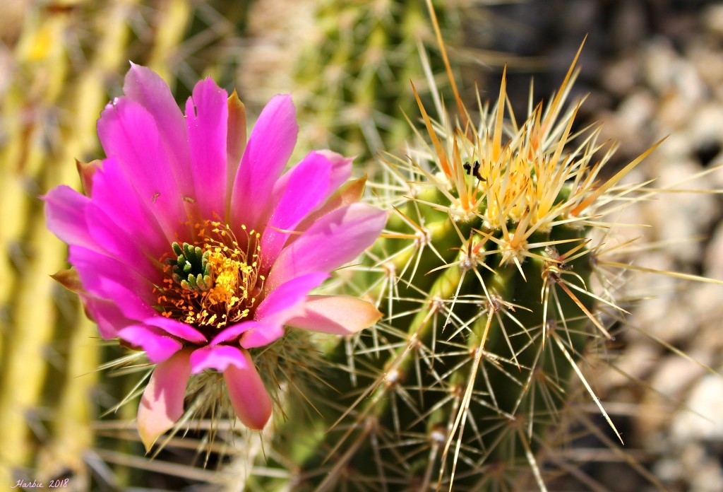 Cactus Color by harbie