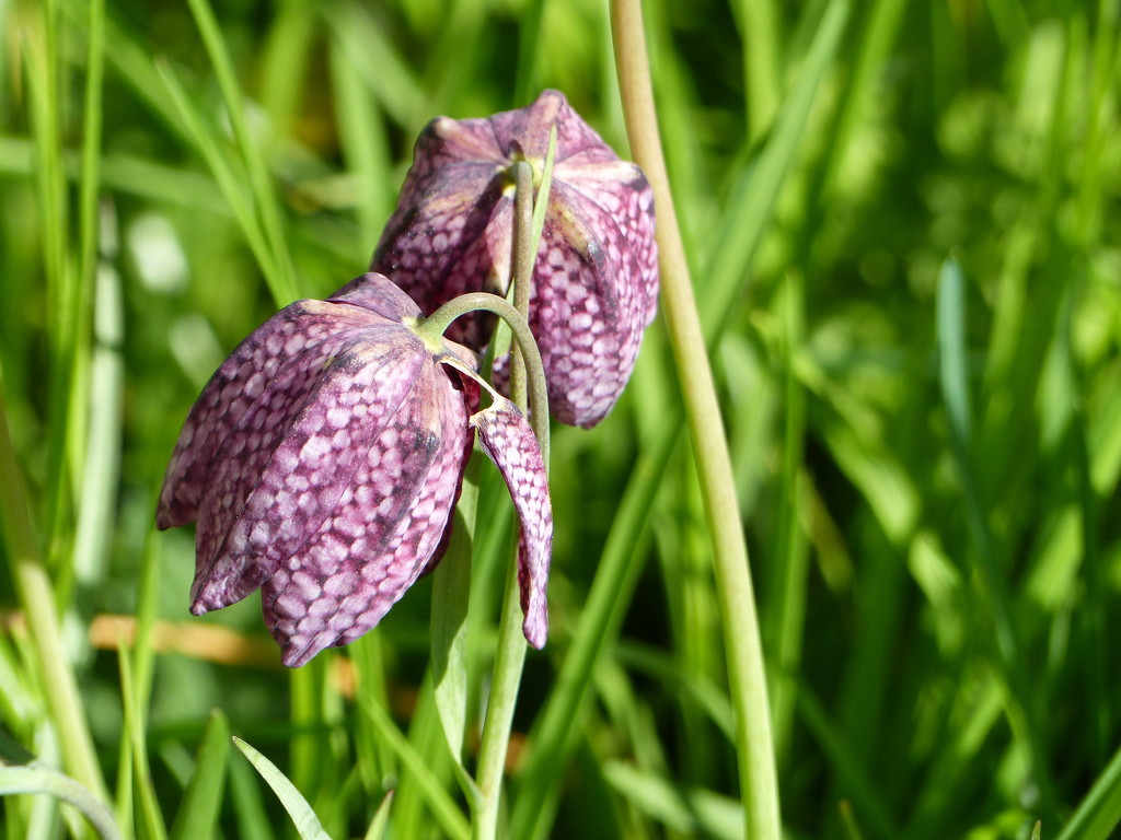 Fritillaria by foxes37