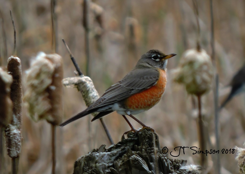 Rockin' Robin by soylentgreenpics