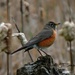 Rockin' Robin by soylentgreenpics