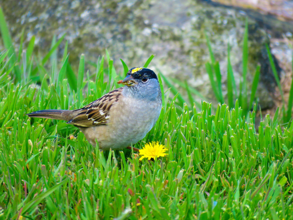Golden-Crowned Sparrow -- Male by seattlite