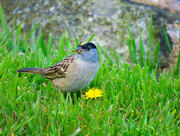 20th Apr 2018 - Golden-Crowned Sparrow -- Male