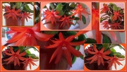 20th Apr 2018 - Orange flowering cactus.