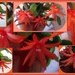 Orange flowering cactus. by grace55
