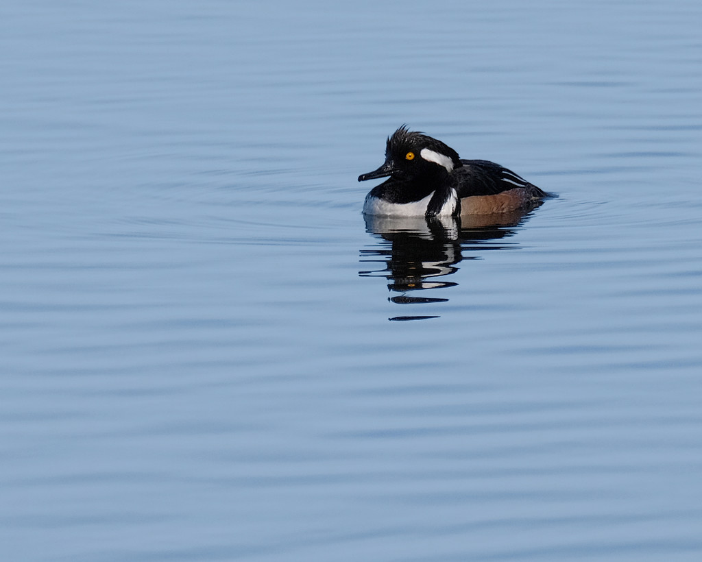 Hooded Merganser by tosee