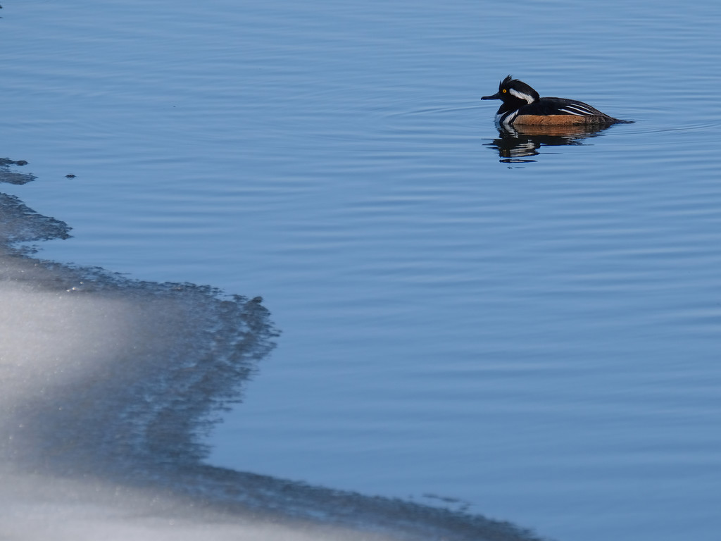 Hooded Merganser by tosee