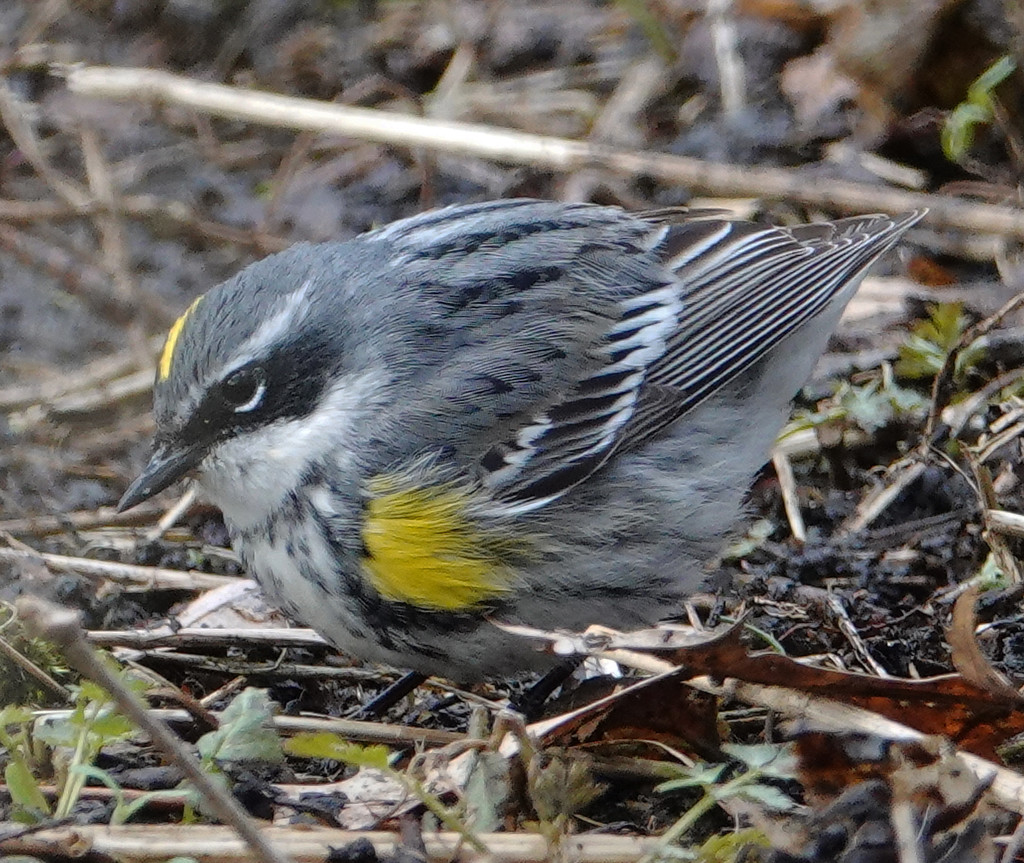 Yellow-rumped Warbler by annepann