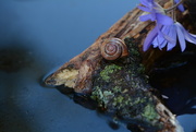 20th Apr 2018 - Snail and lichen.....