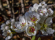 20th Apr 2018 - Pear Blossom