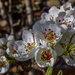 Pear Blossom by tonygig