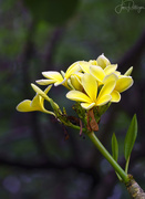 20th Apr 2018 - Hawaii Plumeria  Blooms