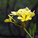 Hawaii Plumeria  Blooms by jgpittenger