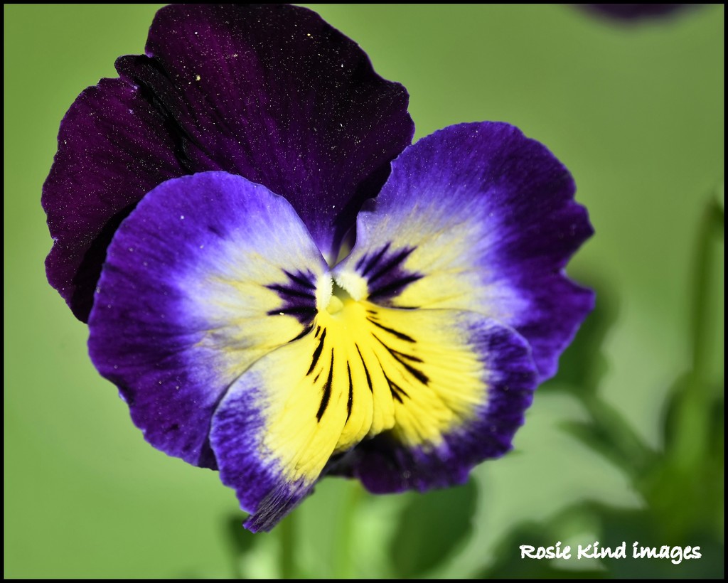 The pansies have lovely little faces by rosiekind