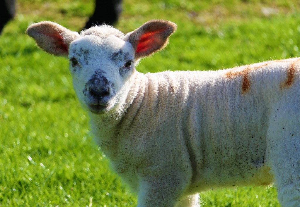 Mary had a Little Lamb! by carole_sandford