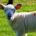 Mary had a Little Lamb! by carole_sandford