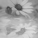 Dizzy daisy and bud....... by ziggy77