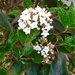 White Lilacs by essiesue