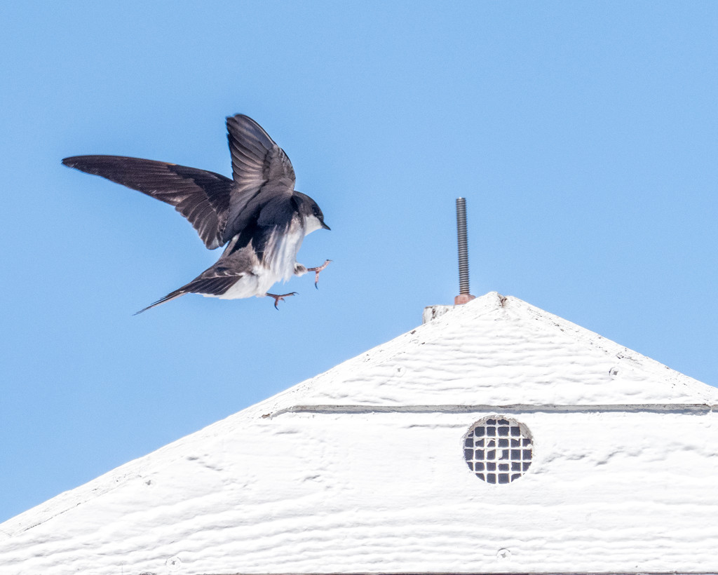 Swallow Landing Rooftop by rminer
