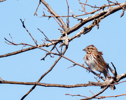 20th Apr 2018 - Song Sparrow Profile
