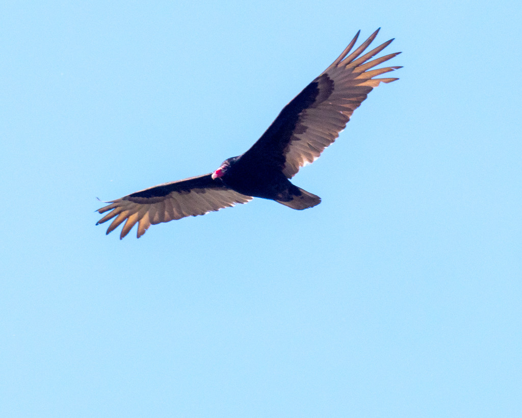 Turkey Vulture Approach by rminer