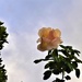 Peach Rose ~ by happysnaps