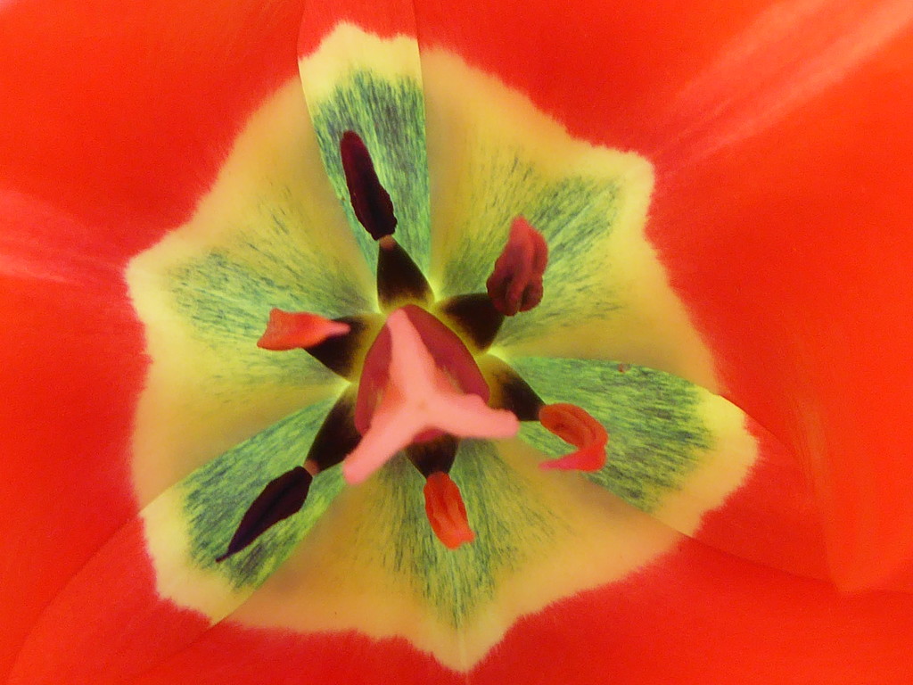 Tulip stamens by gaf005