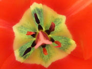 20th Apr 2018 - Tulip stamens