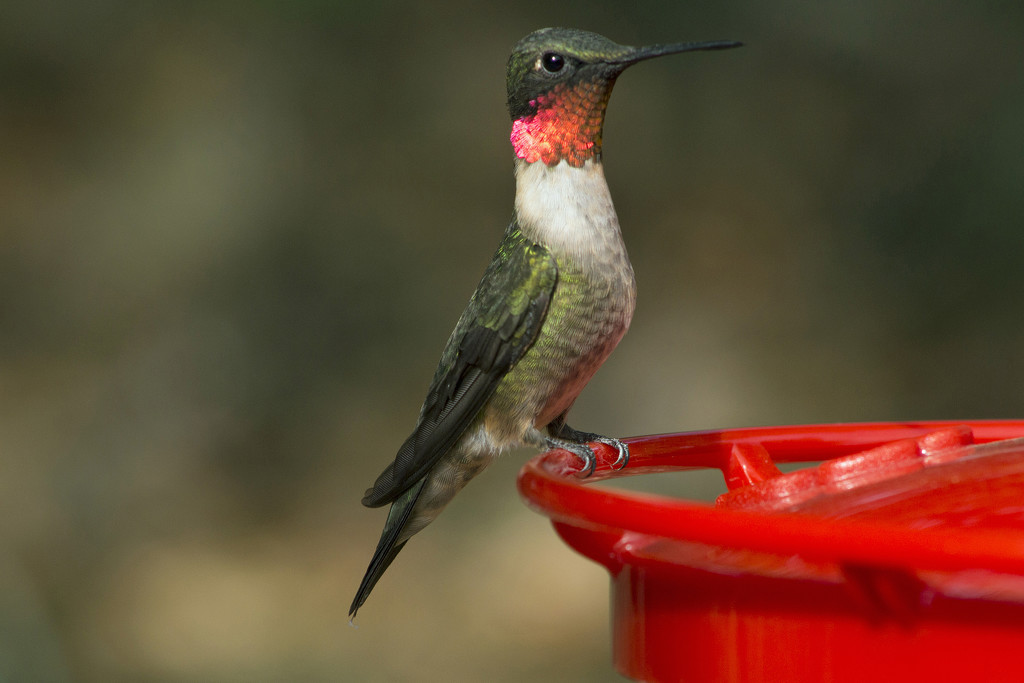 Male Hummer by gaylewood