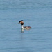 Great Crested Grebe by snoopybooboo