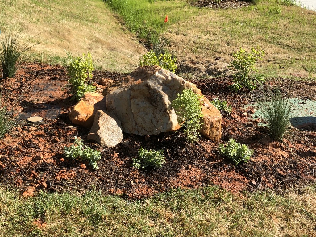 Starting a rock garden by graceratliff