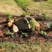 Starting a rock garden by graceratliff