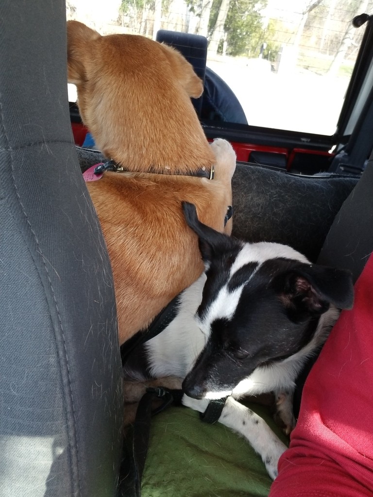 Sharing Not Sharing The Back Seat by meotzi