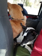 20th Apr 2018 - Sharing Not Sharing The Back Seat
