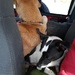 Sharing Not Sharing The Back Seat by meotzi