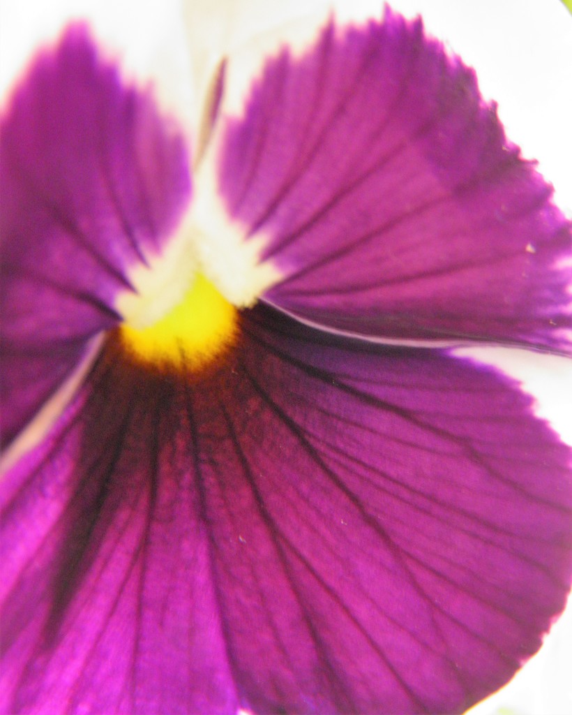 April 20: pansy by daisymiller