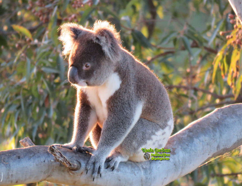 morning vigil by koalagardens