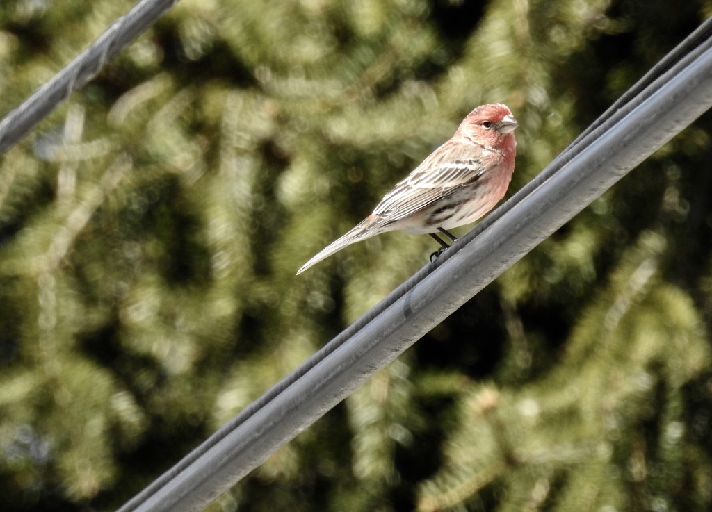 House finch on a wire by amyk