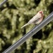 House finch on a wire by amyk