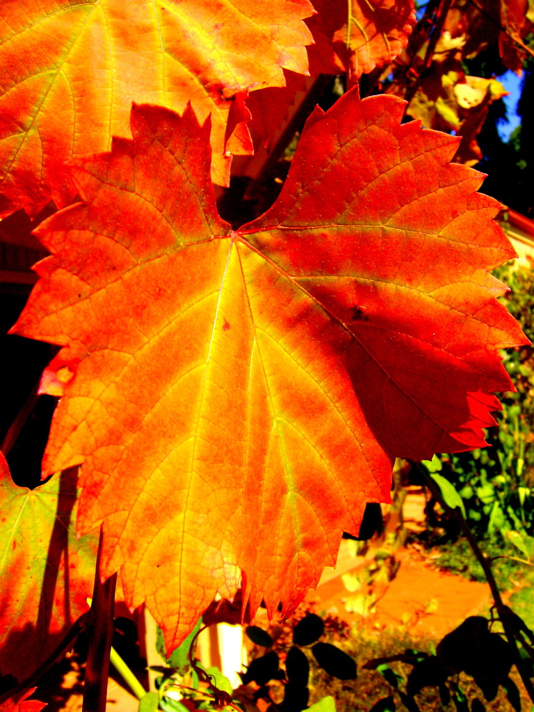 Autumn sign by marguerita