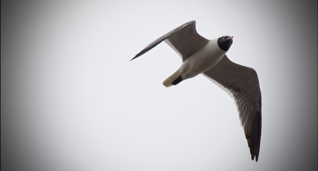 Seagull Riding the Wind!! by rickster549