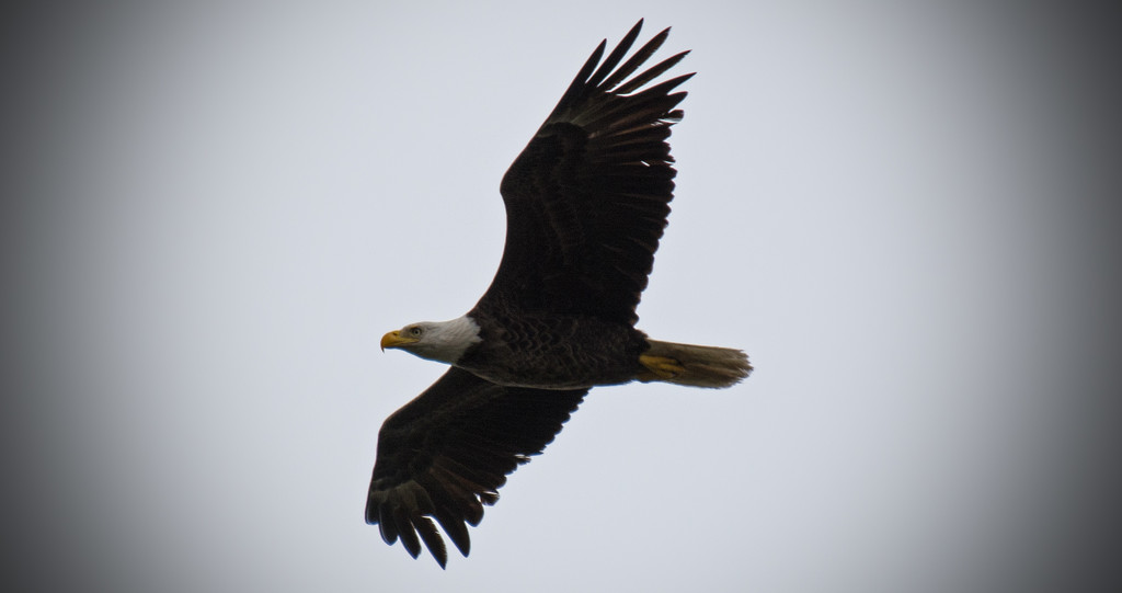 Bald Eagle Riding the Wind! by rickster549