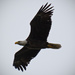 Bald Eagle Riding the Wind! by rickster549