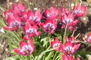 21st Apr 2018 - National Trust Card Tulips