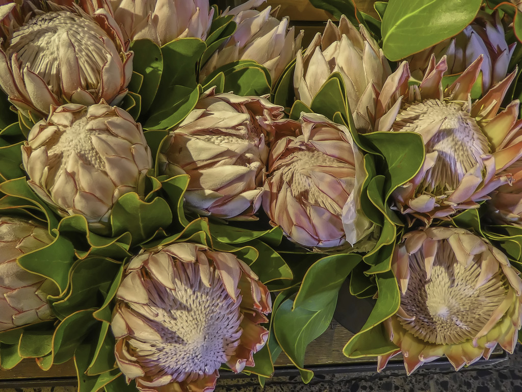 Some more Proteas ... by ludwigsdiana