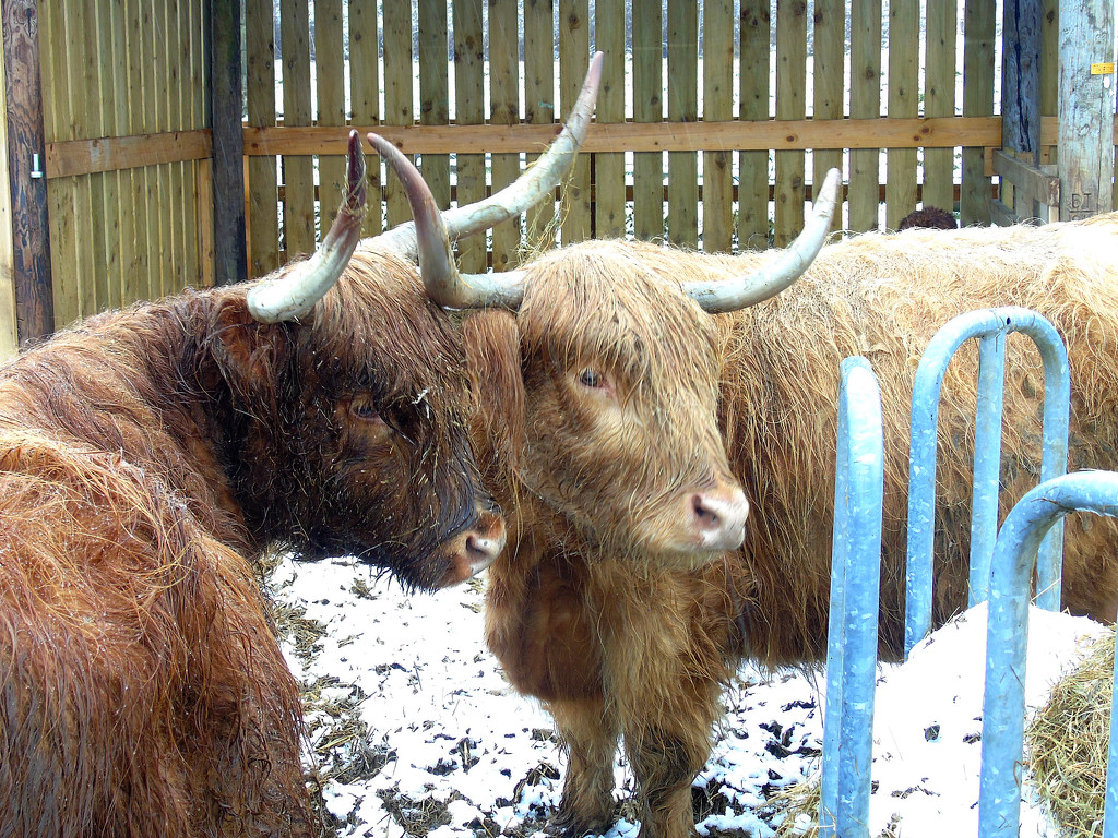 Coos In The Snow by bulldog