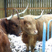 Coos In The Snow by bulldog