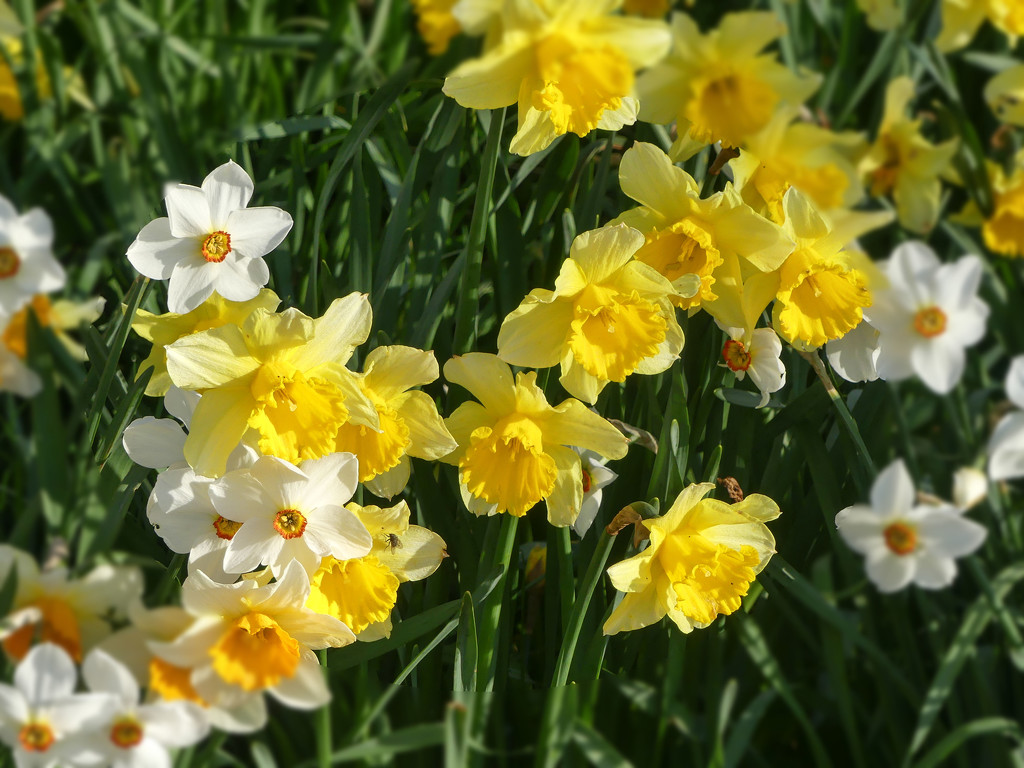 More daffodils by frequentframes